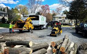 Best Tree Trimming and Pruning  in Rainbow Lakes, NJ