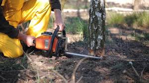 Best Emergency Tree Removal  in Rainbow Lakes, NJ