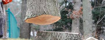 Best Tree Preservation Services  in Rainbow Lakes, NJ