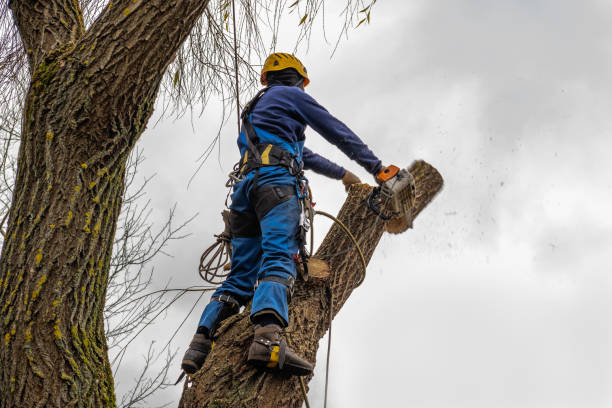 Best Fruit Tree Pruning  in Rainbow Lakes, NJ