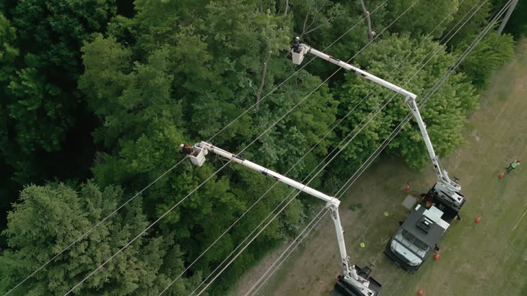 Best Weed Control  in Rainbow Lakes, NJ