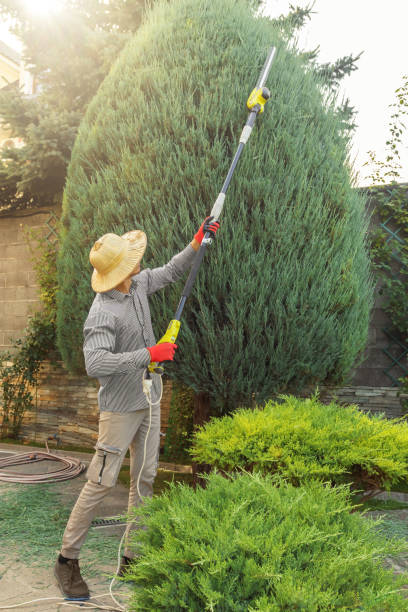 Best Organic Lawn Care Solutions  in Rainbow Lakes, NJ