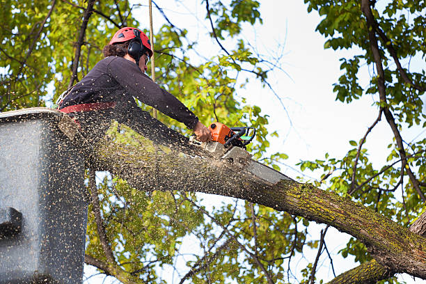 Best Firewood Processing and Delivery  in Rainbow Lakes, NJ