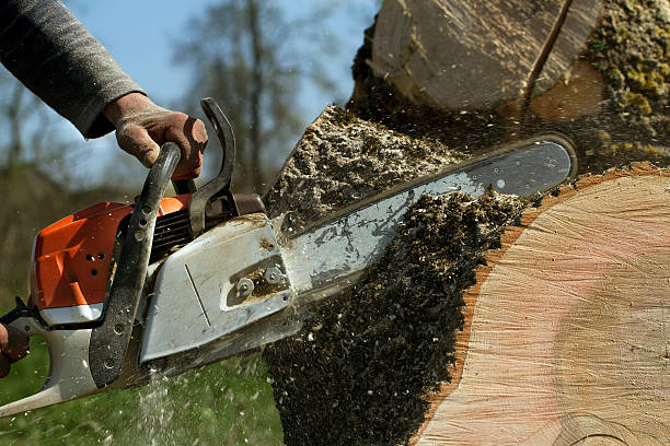 Best Stump Grinding and Removal  in Rainbow Lakes, NJ