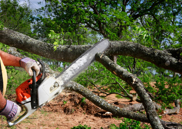 Best Arborist Consultation Services  in Rainbow Lakes, NJ